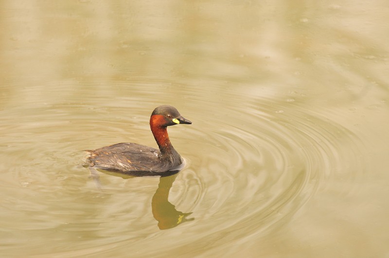 Camminare sull''acqua .... si pu�.